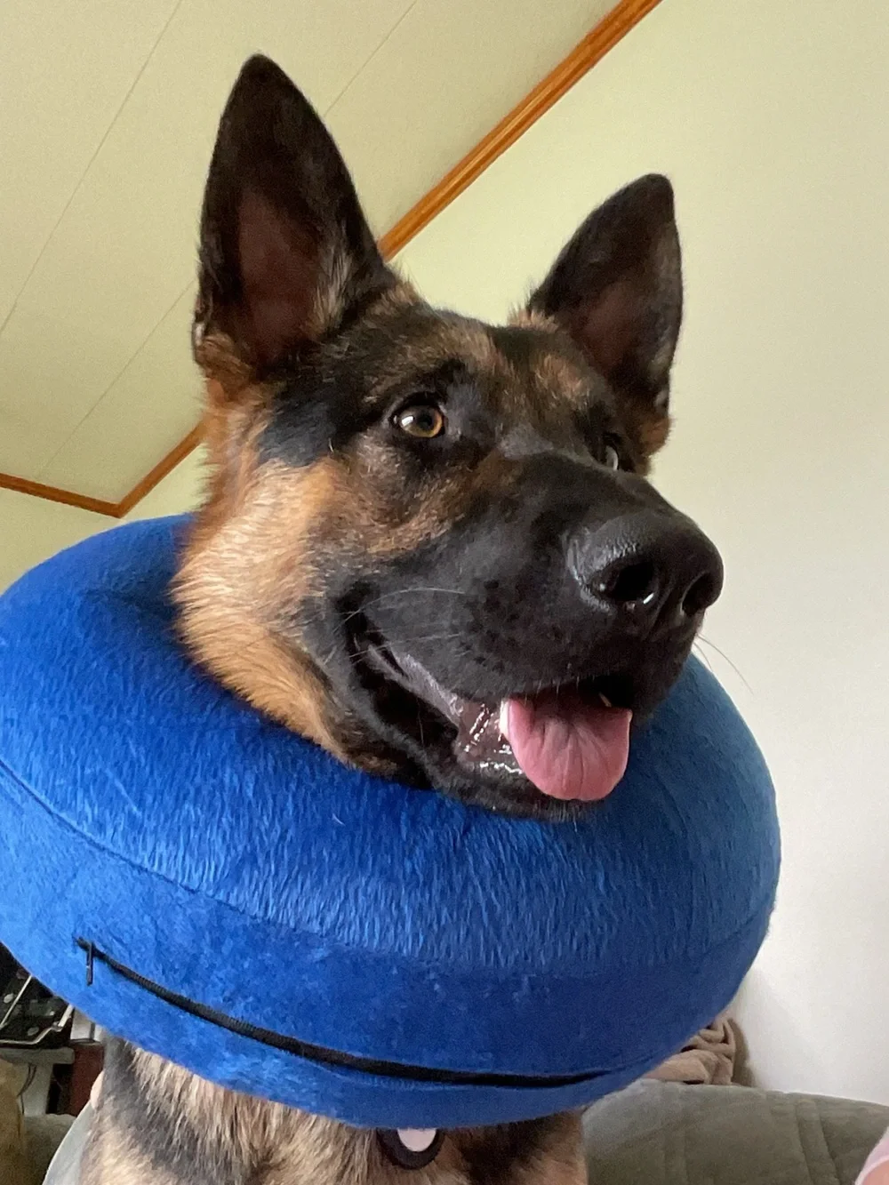 KONG Cloud Inflatable Premium Protective Collar for‎ Recovery Size LARGE L